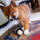 Imagen para el artículo titulado Cae un cachorro del cielo en su jardín. Resulta ser de una rara especie de dingo en peligro de extinción